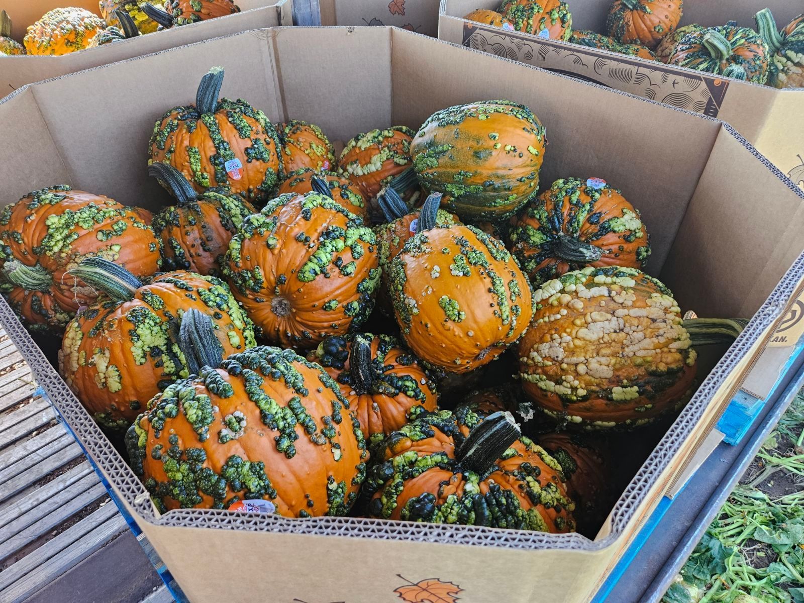 Cardboard box overflowing with orange pumpkins with green bumps.