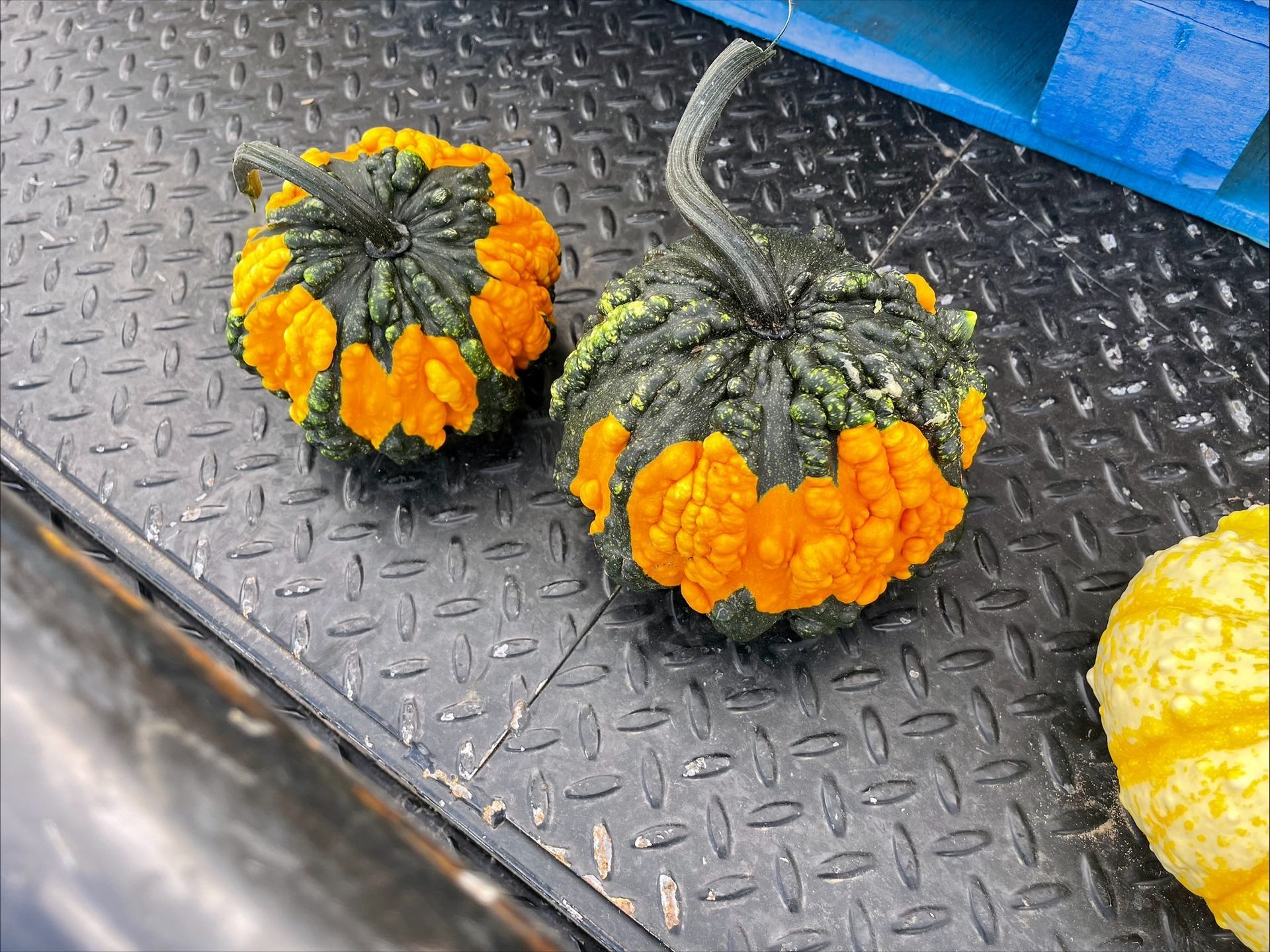 Two warty gourds with dark green tops and orange, textured bottoms sit on a black metal surface.