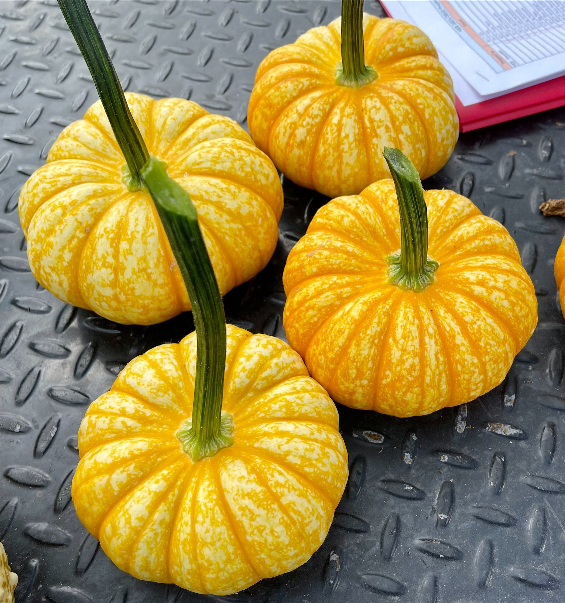 Four small, yellow pumpkins with green stems on a dark surface.