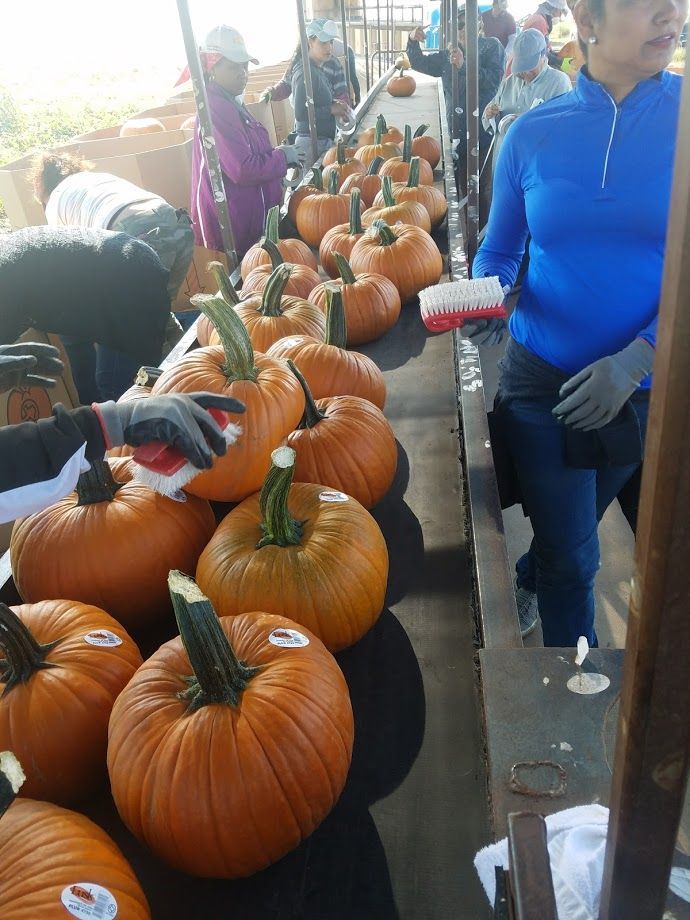Pumpkins lined up on a conveyor belt, being handled by people; outdoors.