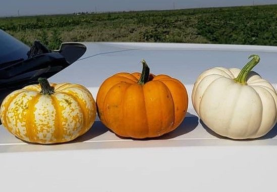 Three pumpkins: yellow-striped, orange, and white, sit on a white surface, with a green field in the background.