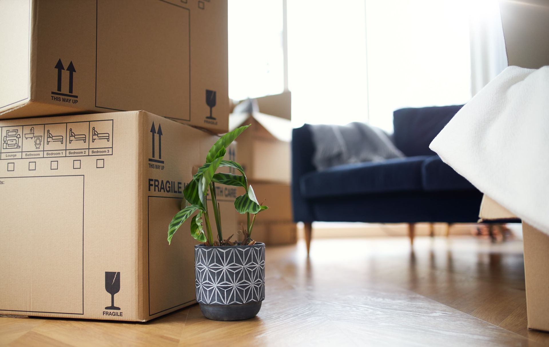 Moving boxes with a potted plant in a bright living room with a blue sofa.