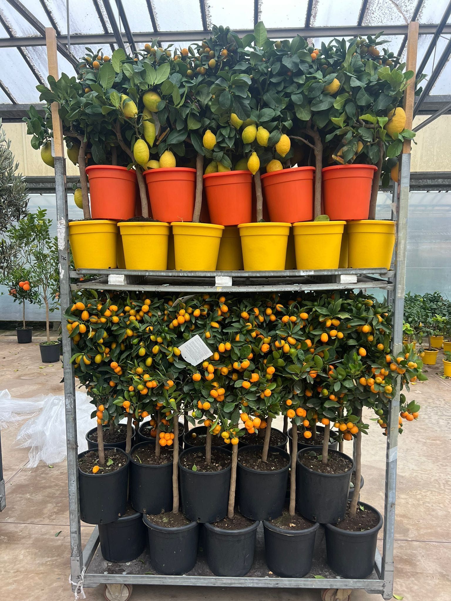 Un carrello di metallo espone alberi di agrumi in vaso: limoni in vasi arancioni e kumquat in vasi neri.