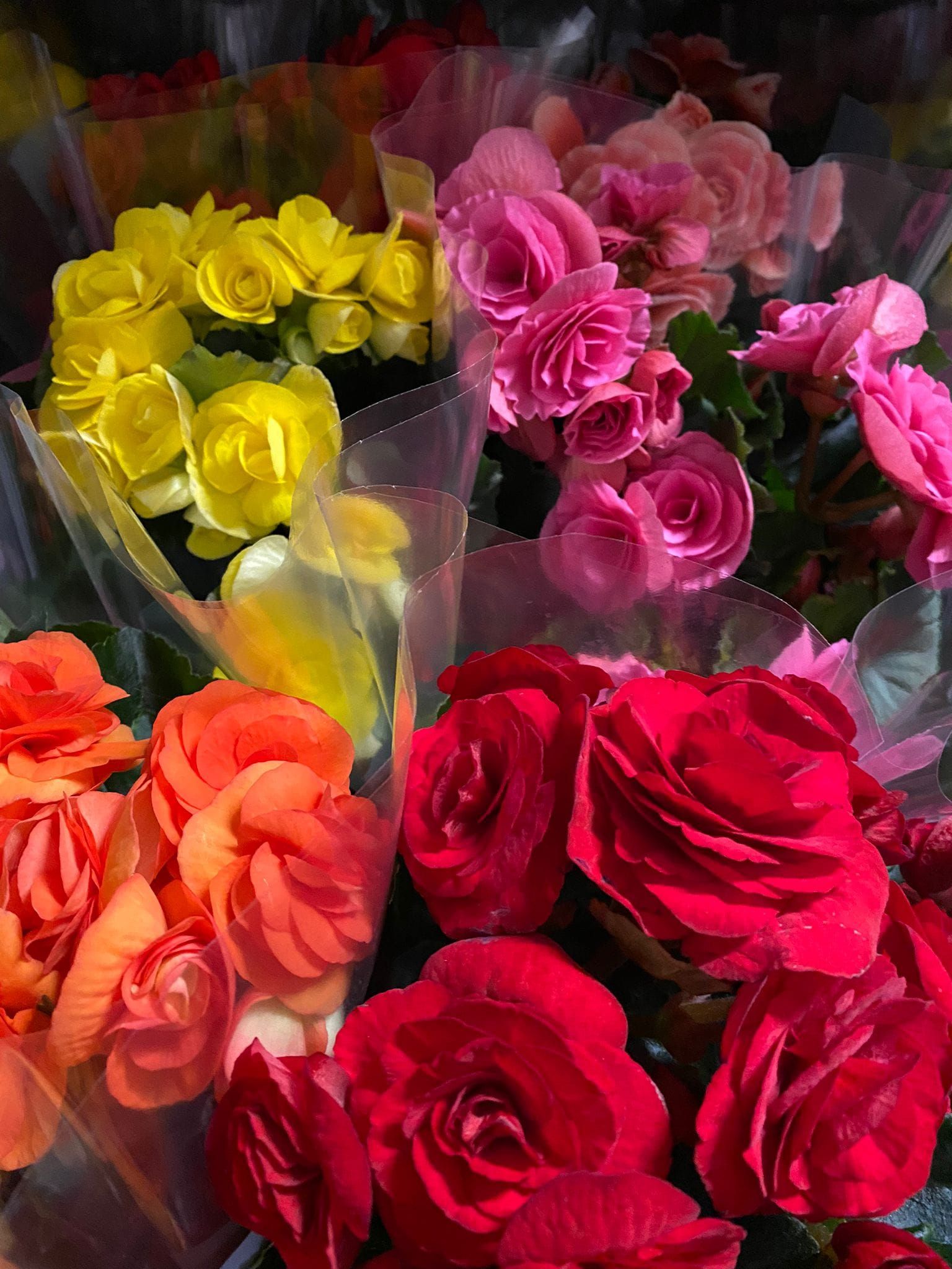 Mazzi di fiori colorati: gialli, rosa, arancioni e rossi, avvolti nella plastica.