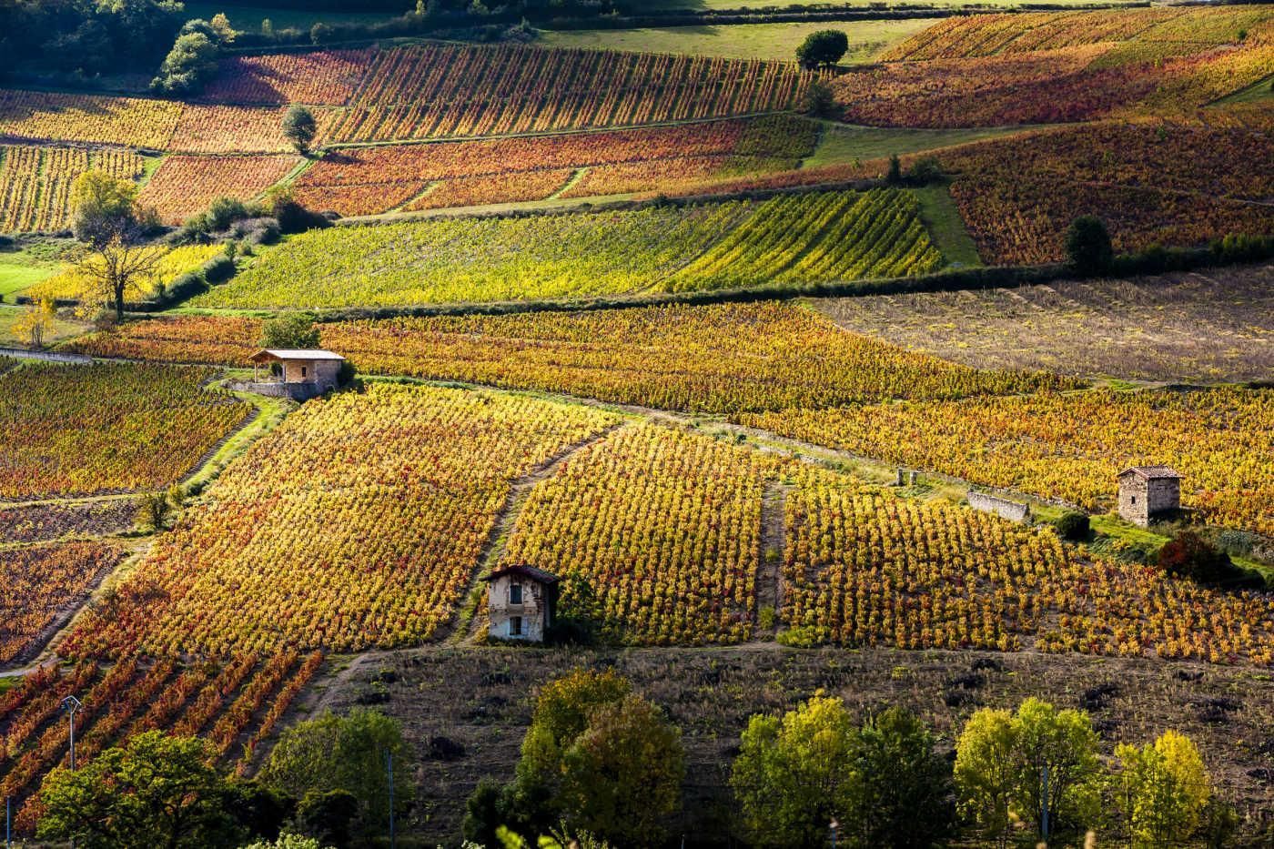 Autumn at he Wine Regions of Dijon and Burgundy Patchwork vineyard hills with small stone buildings and autumn-colored fields under sunlight