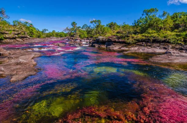 Caño Cristales, Colombia - a colourful river with pink, blue, and green water under a clear sky