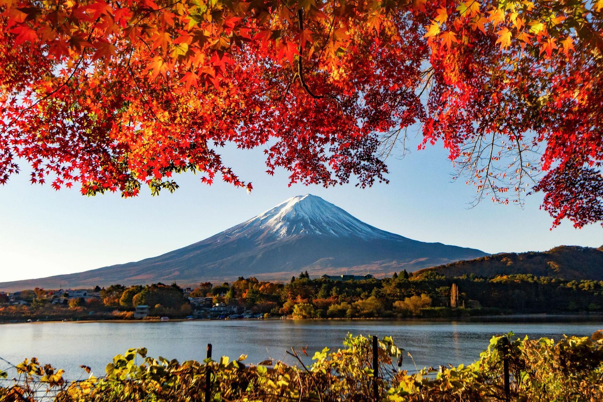 Snow-capped Mount Fuji beyond a lake, framed by vivid red autumn leaves and golden shoreline foliage