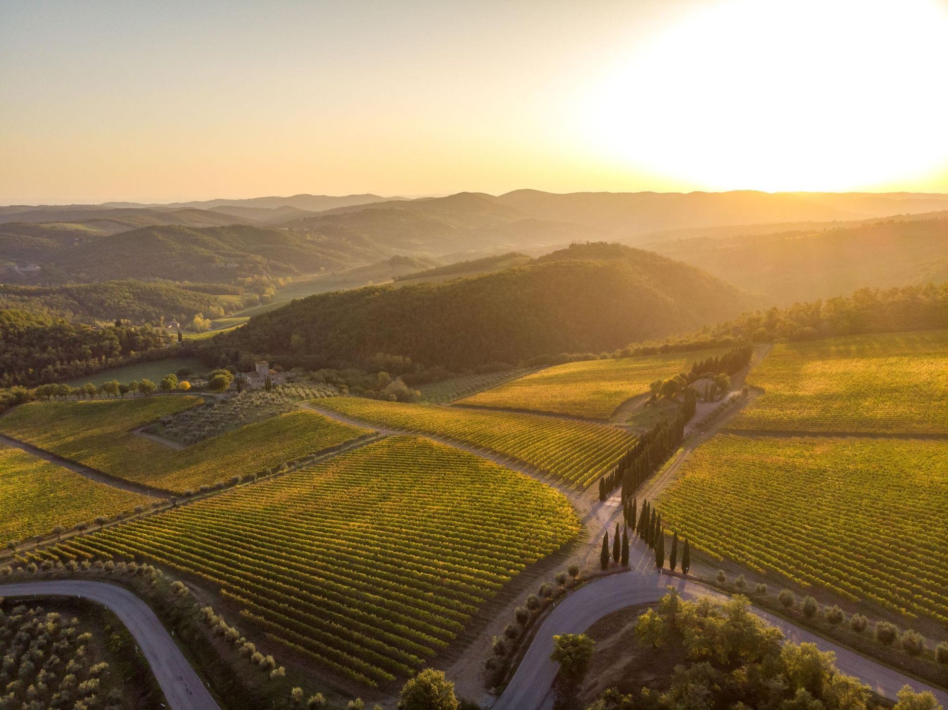 Sunlit vineyard rows on the rolling Tuscany hills at sunset, with a winding path through the landscape.