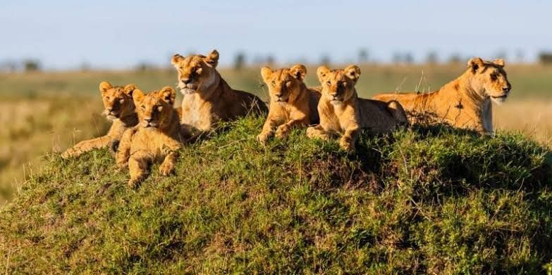 Four lions resting on a grassy mound in the savannah, with one standing and looking right