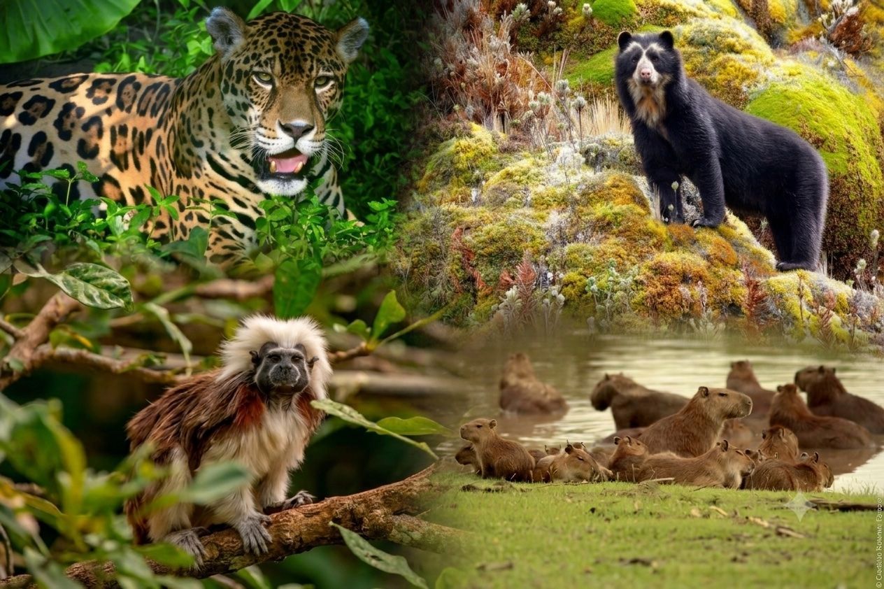 Wild animals collage: Jaguar, bear, Tamarin, and Capybara in a green Colombian forest setting