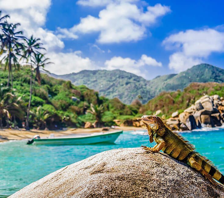 Tayrona National Park, Colombia Lizard on a rock overlooking a turquoise tropical beach with palm trees and mountains under a blue sky