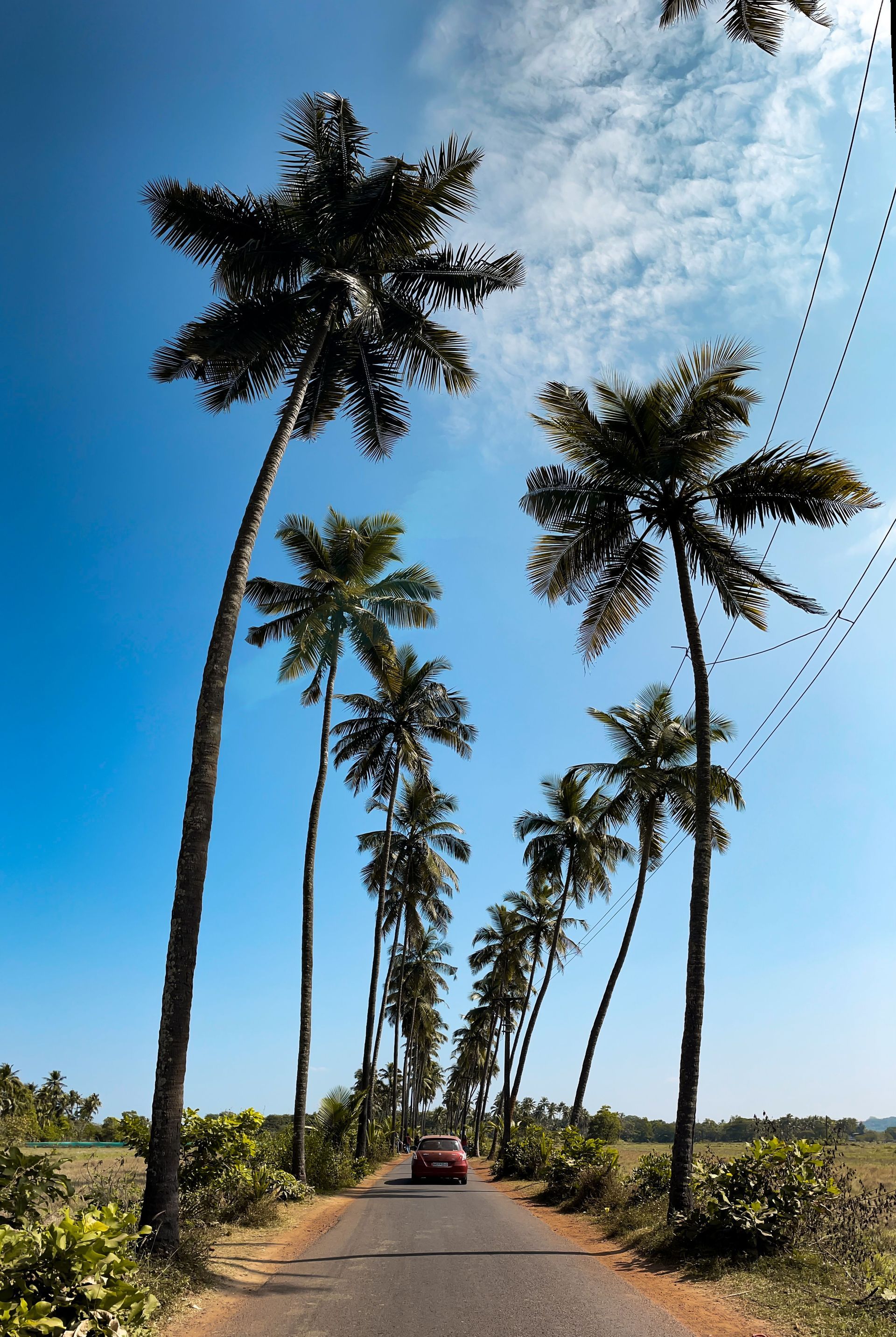 Tall palm trees lining a rural road under a bright blue sky, with a small car driving away.