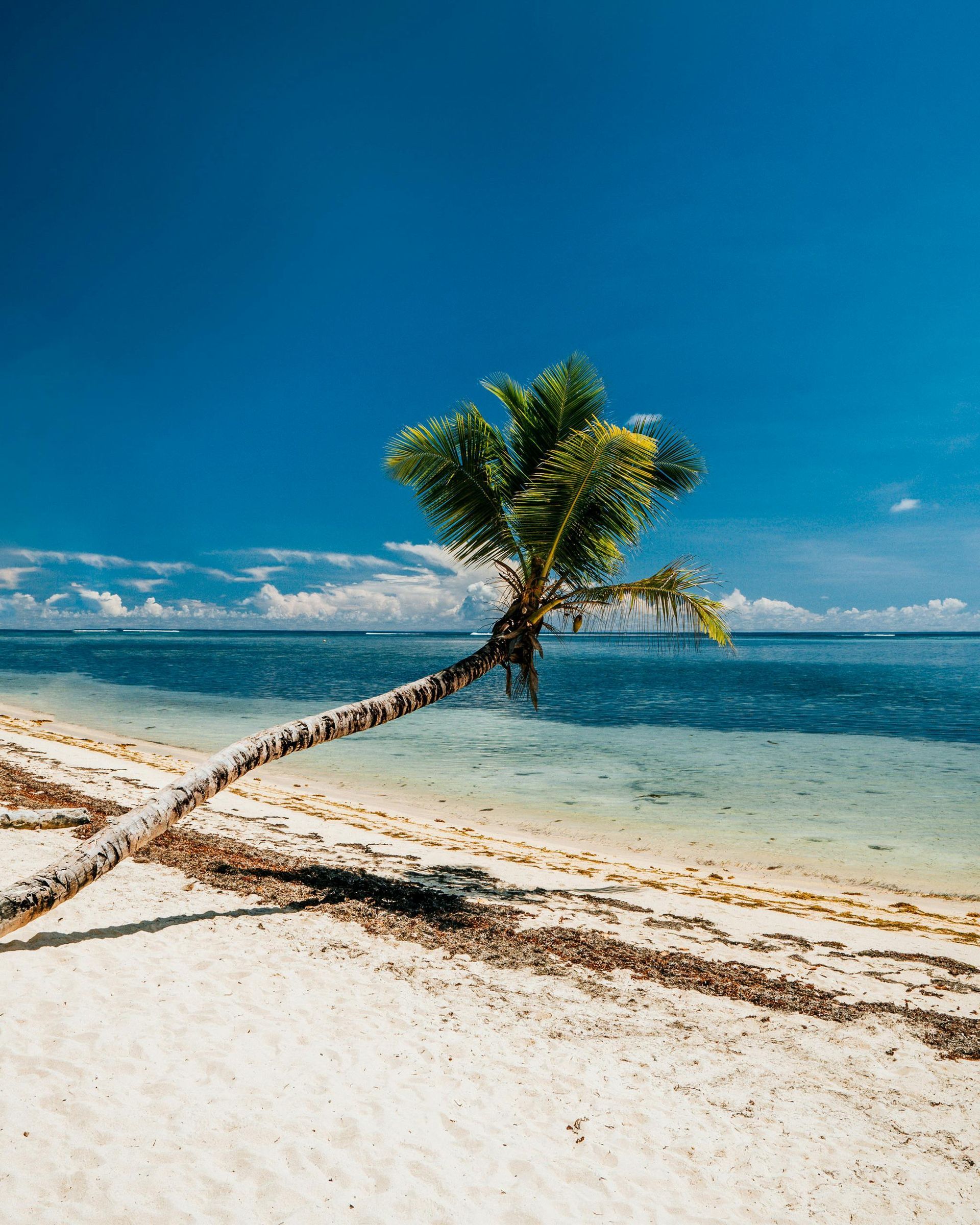 Leaning palm tree on a white sandy beach with clear blue water and sky.