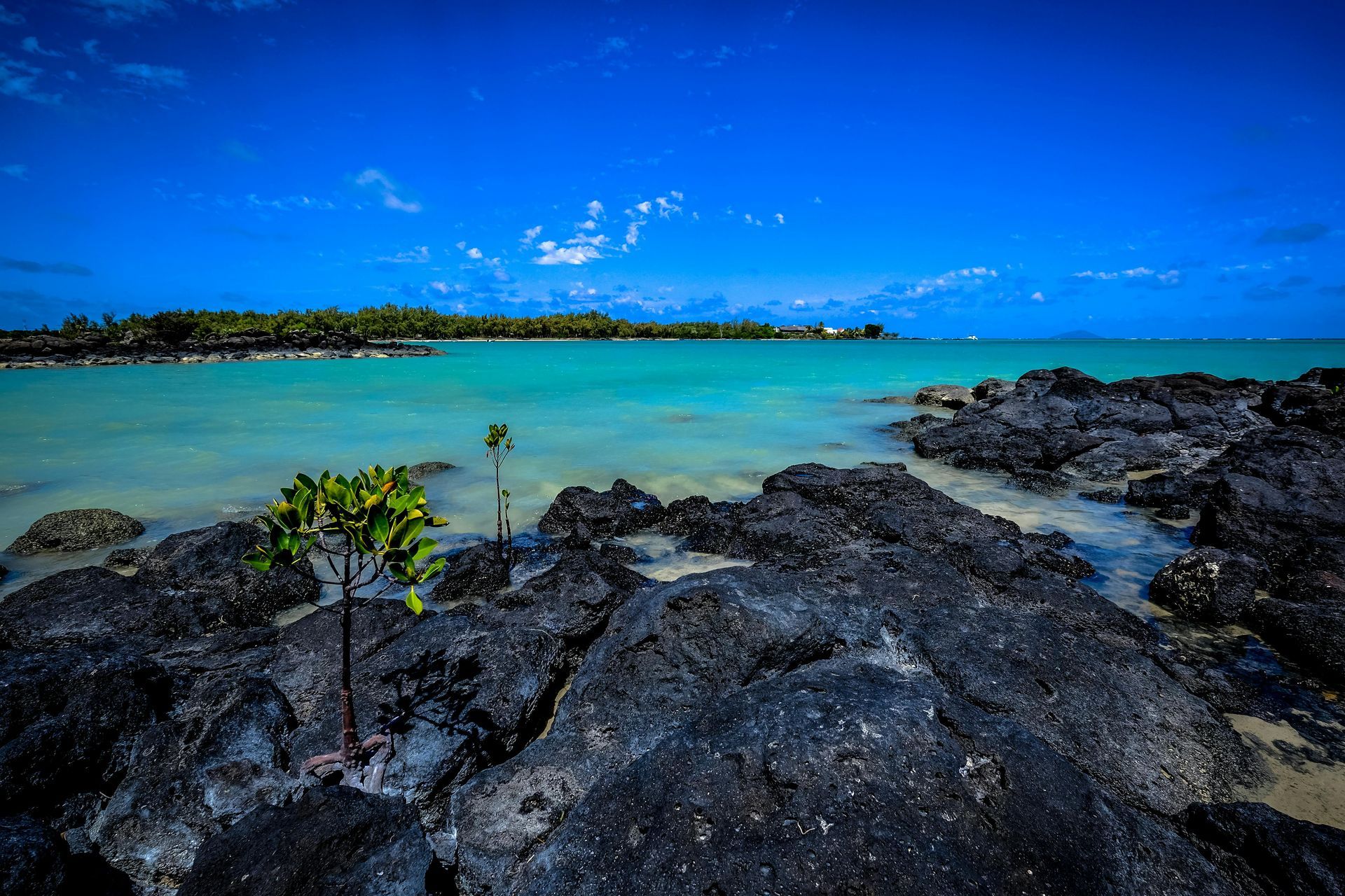 Rocky shoreline with small tree, turquoise water, and blue sky.