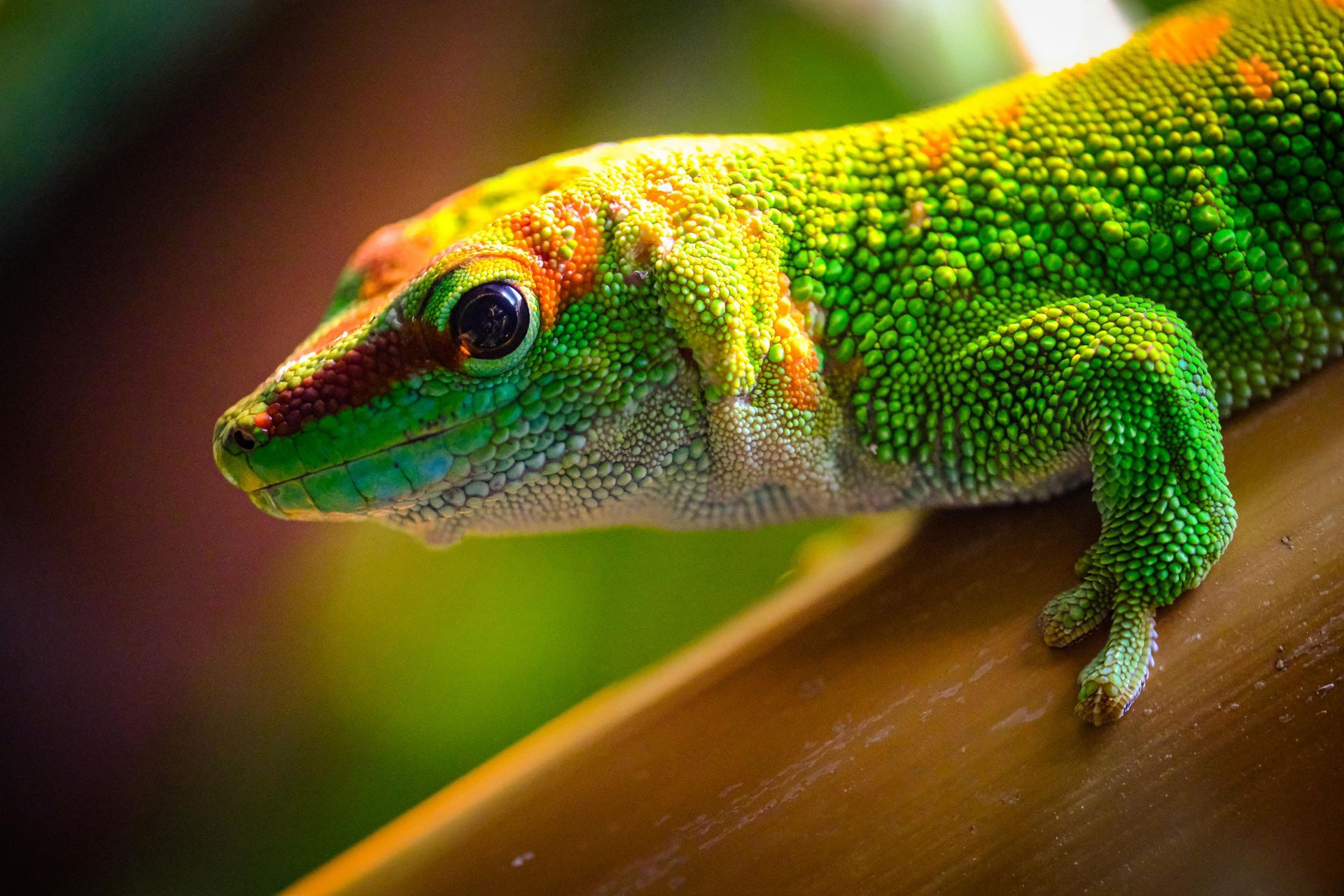 Green and orange gecko perched on a brown bamboo stalk, looking alert.