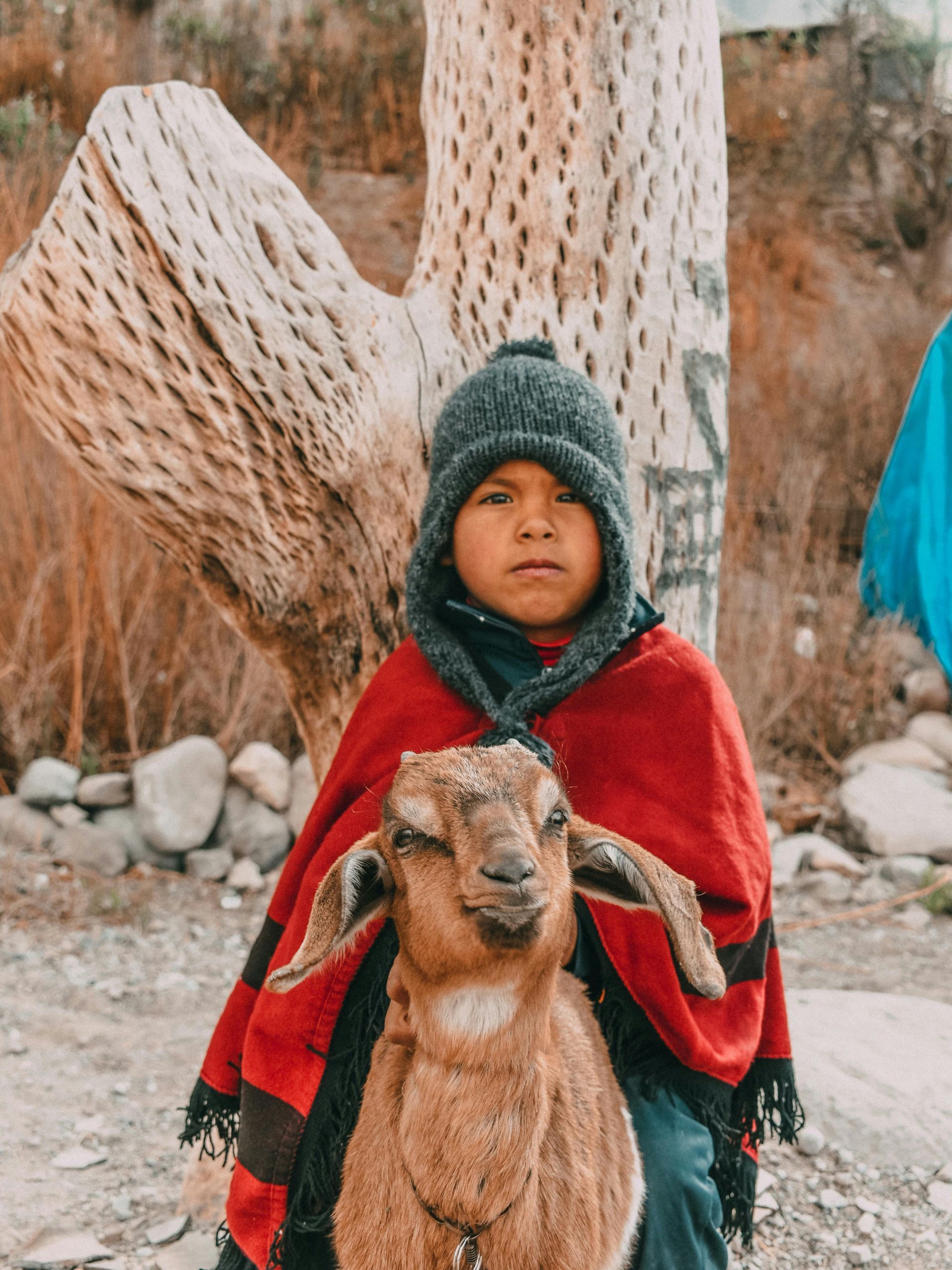 Boy in red poncho and gray cap with a brown goat, near a textured tree trunk.
