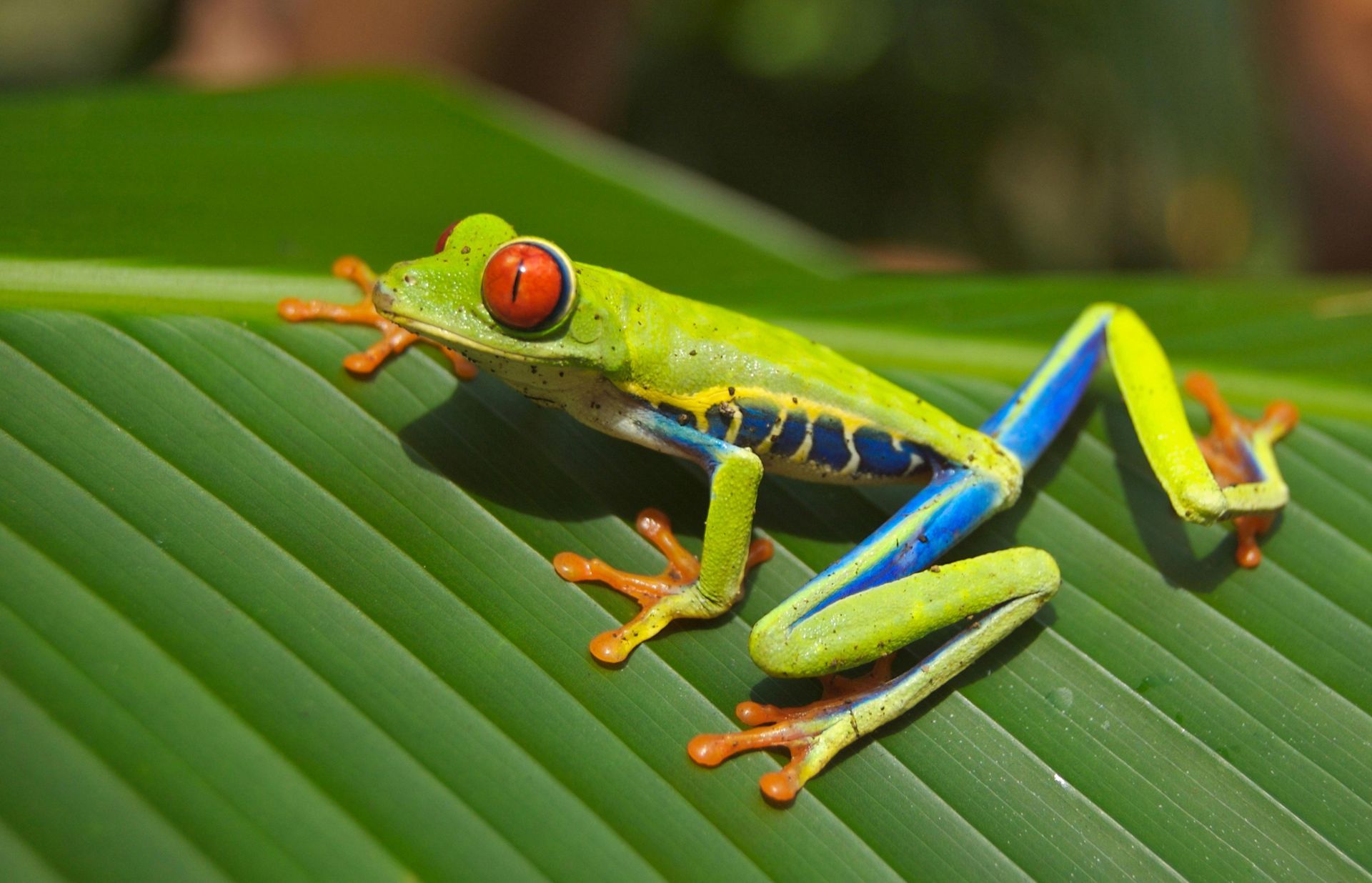 Red-eyed tree frog with green body, orange feet, and blue legs on a green leaf.