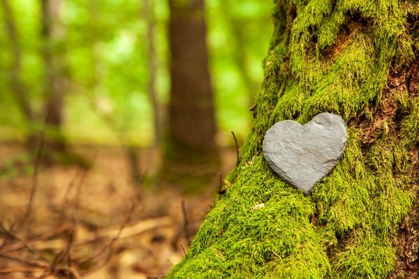 A smooth, heart-shaped gray stone rests on a vibrant green, moss-covered tree trunk in a sunlit forest.