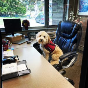 A light-colored dog with a red harness sits alertly in a black office chair behind a desk in a professional office.