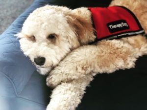 A cream-colored, curly-haired therapy dog wearing a red vest lies resting its head on a blue cushion.