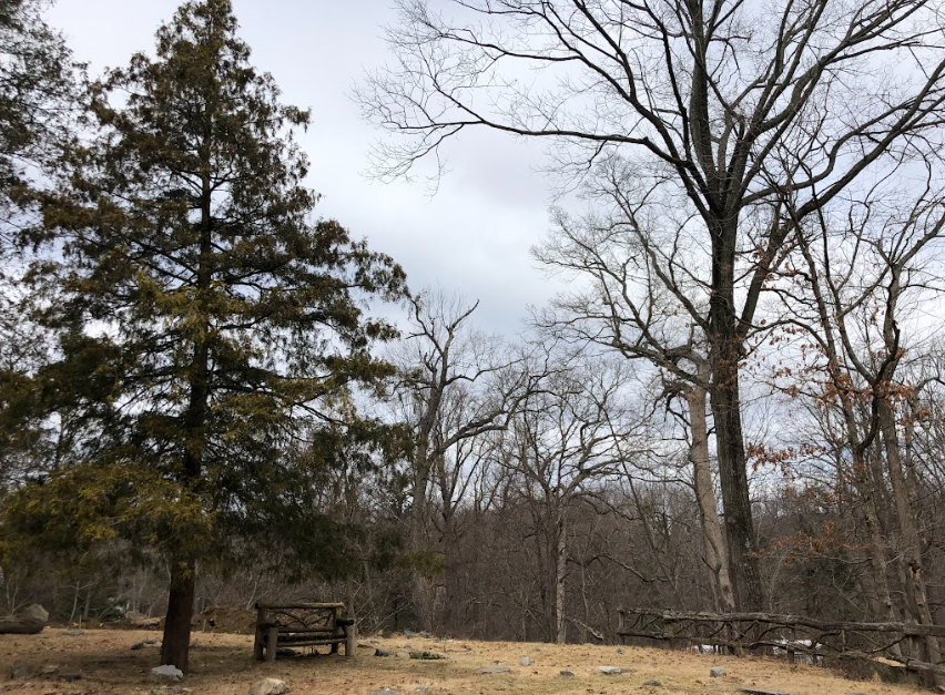 A wooden bench sits in a grassy clearing beneath a large evergreen tree, surrounded by bare trees under a cloudy sky.