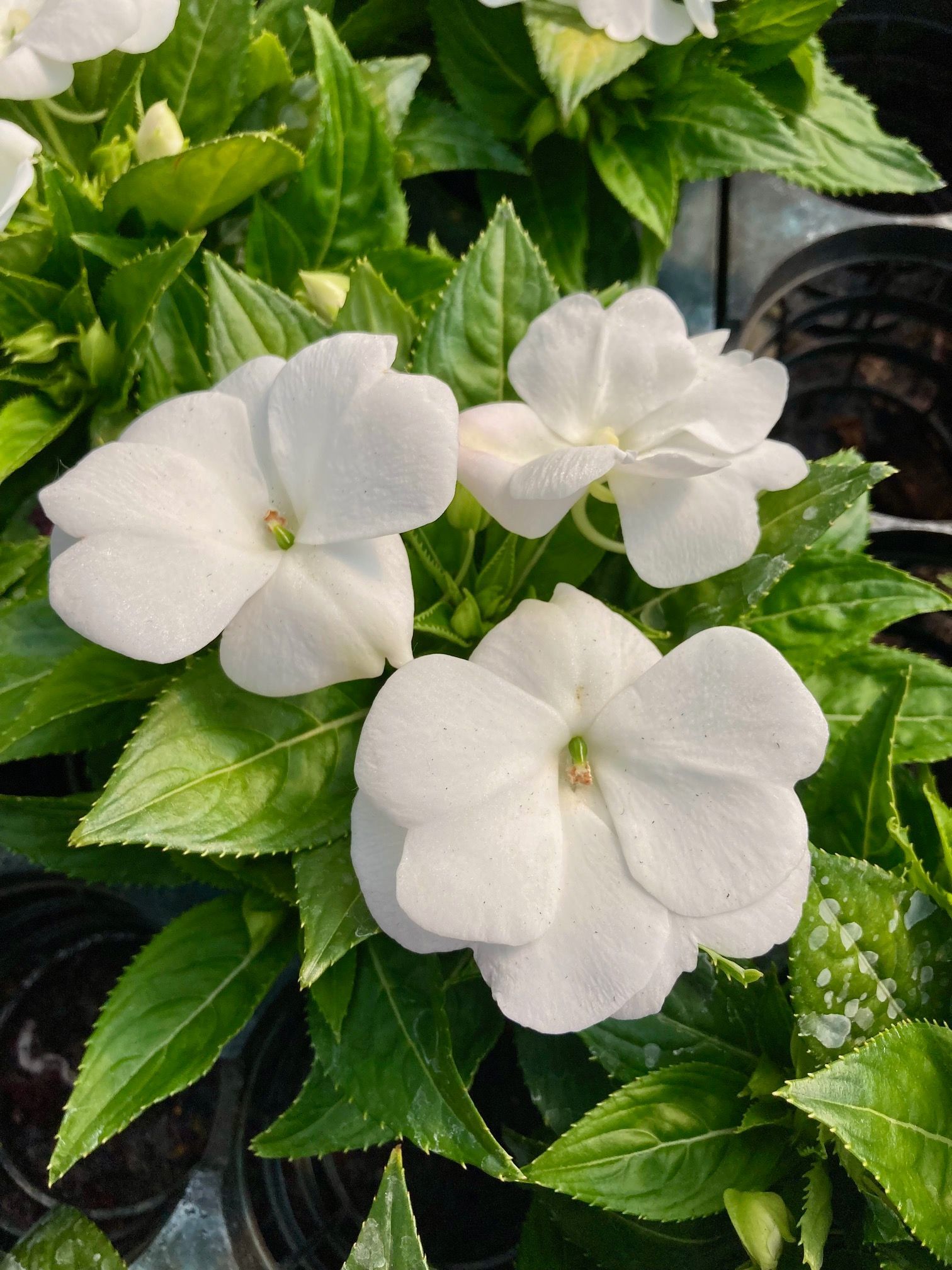 piante da esterno