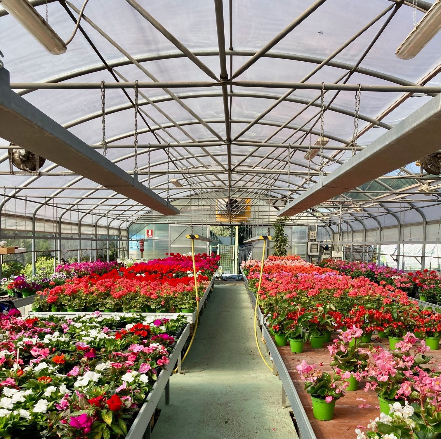 fiori da interno