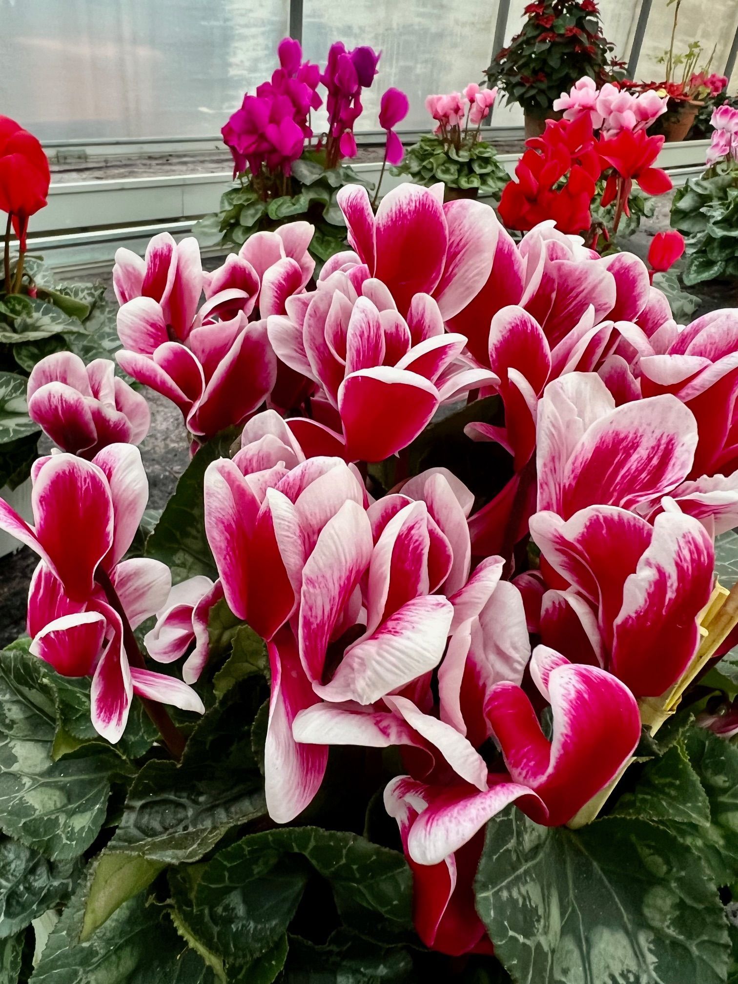 fiori da esterno in vaso