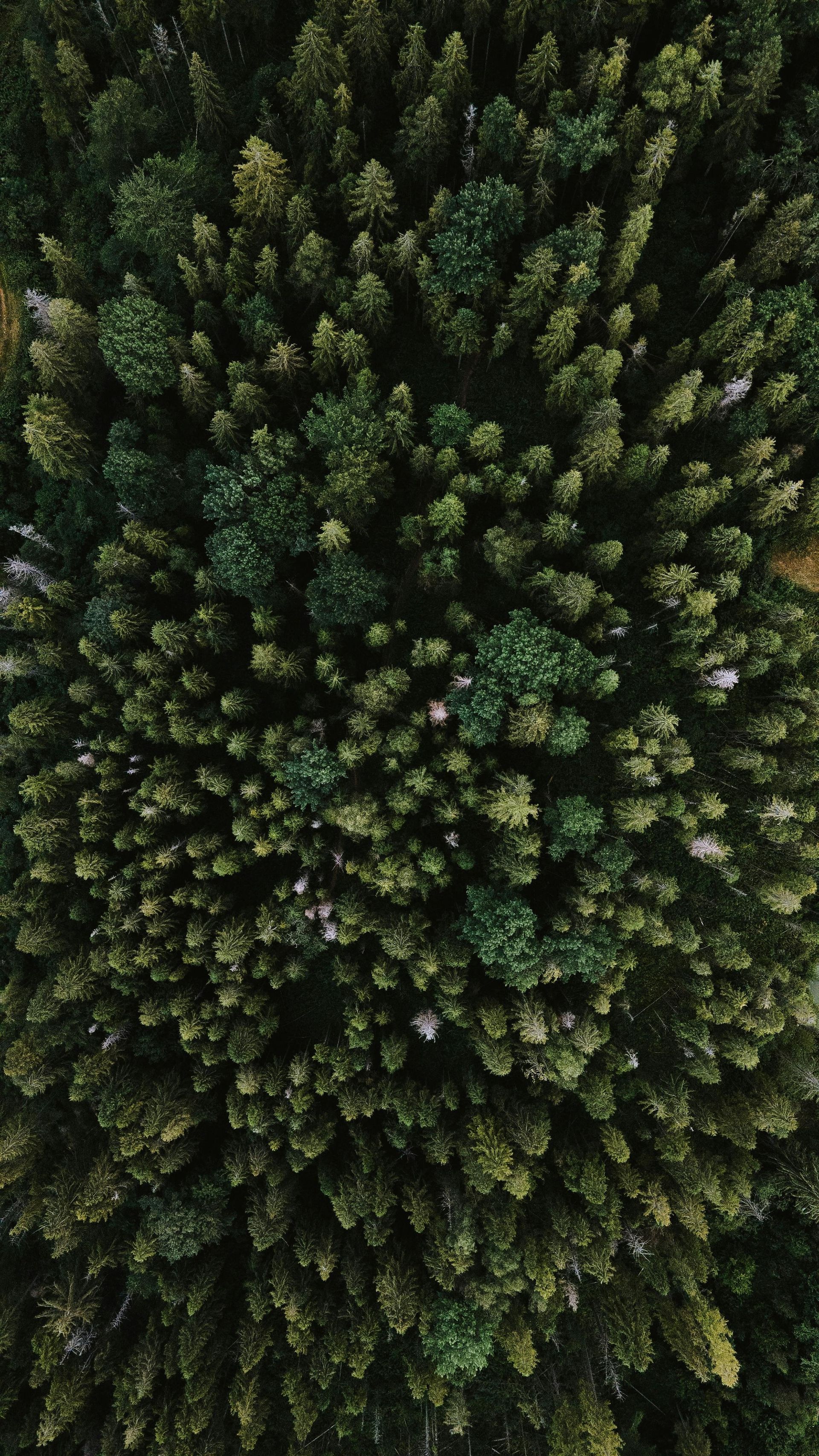 Vue aérienne verticale d'une forêt de conifères dense et vert foncé.