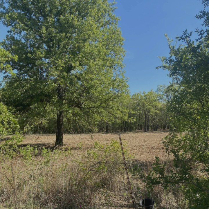 Sunny meadow with trees and dry grass under a clear blue sky