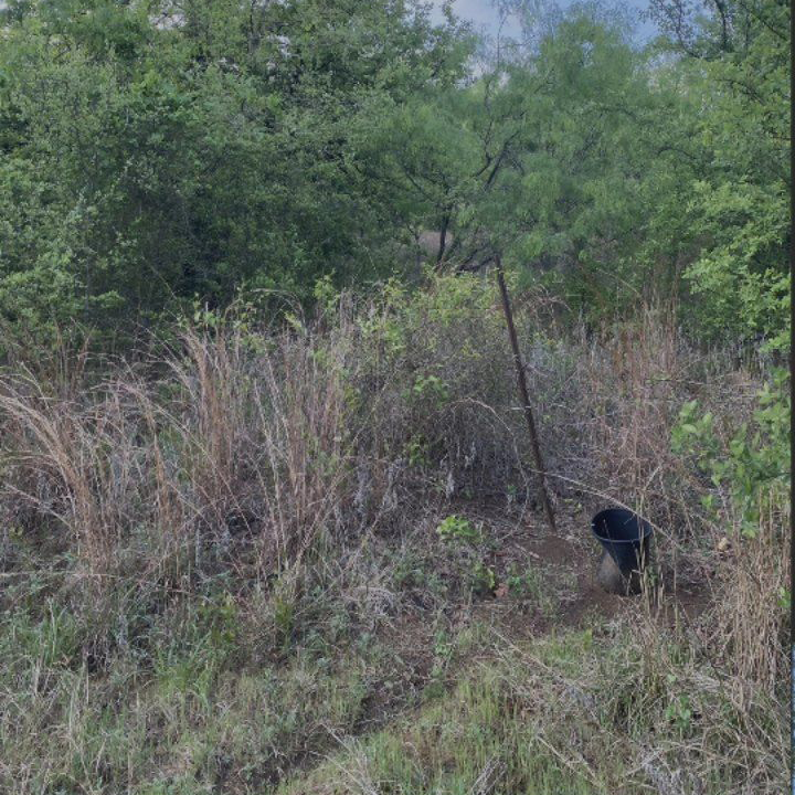 Dense green brush and tall dry grass in a wooded area, with a black bucket or container on the ground.