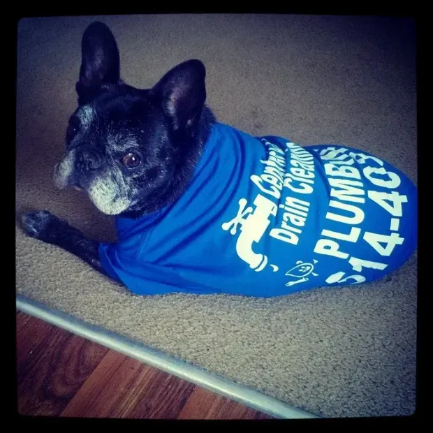 Black dog wearing a blue race shirt lies on carpet beside a wooden floor.