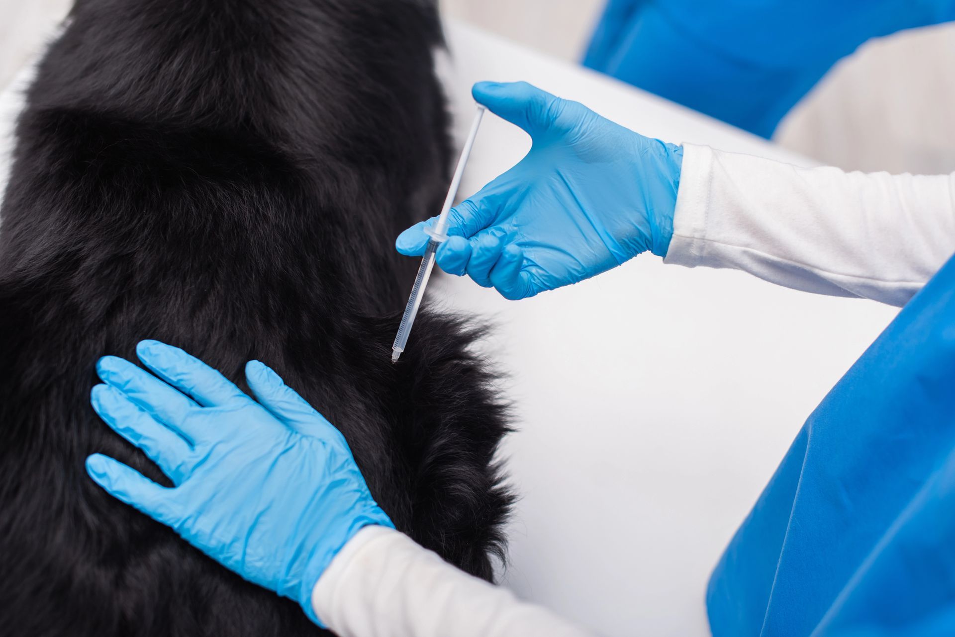 Un veterinario con i guanti blu somministra un'iniezione sottocutanea a un cane nero.