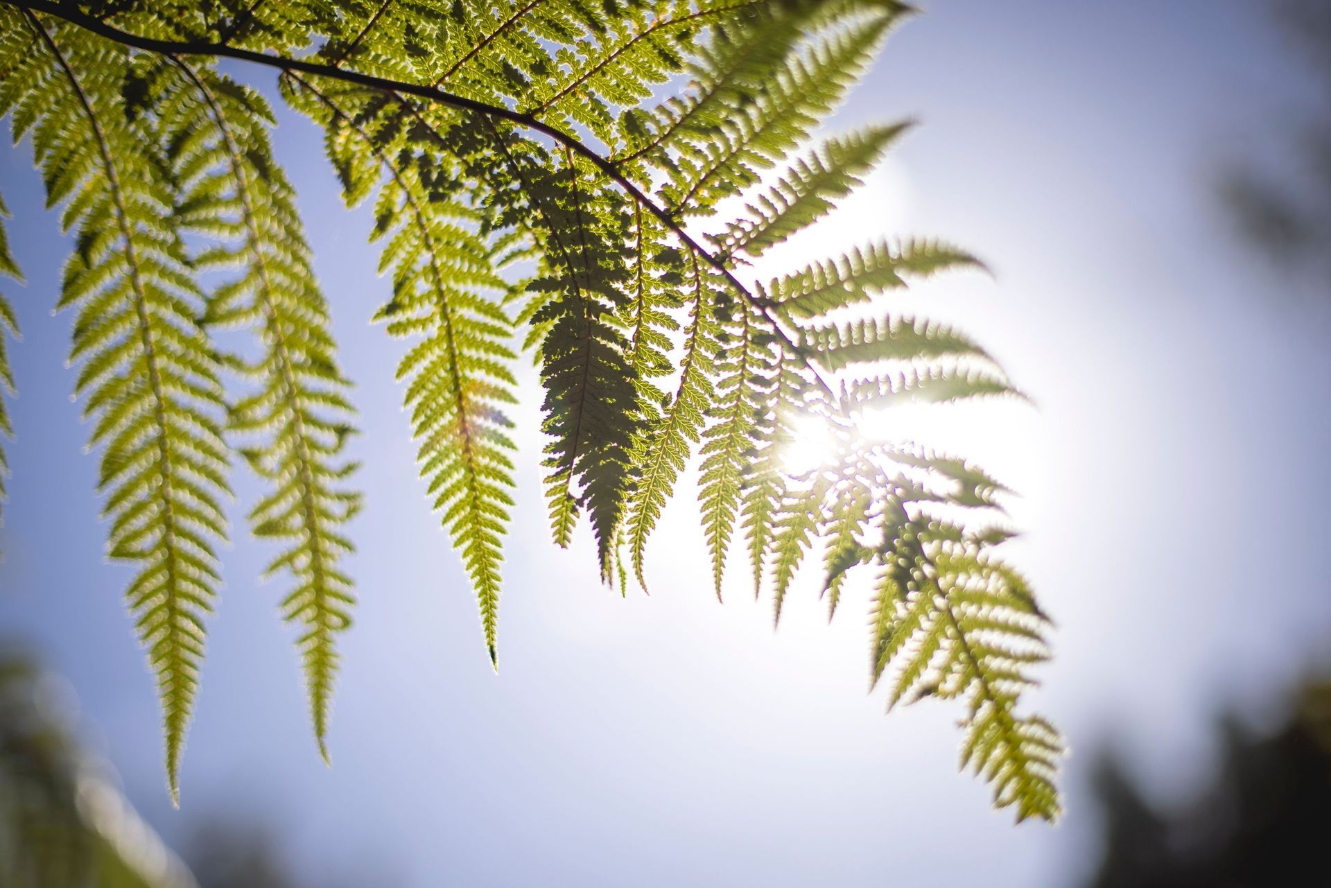 A fern leaf highlighte