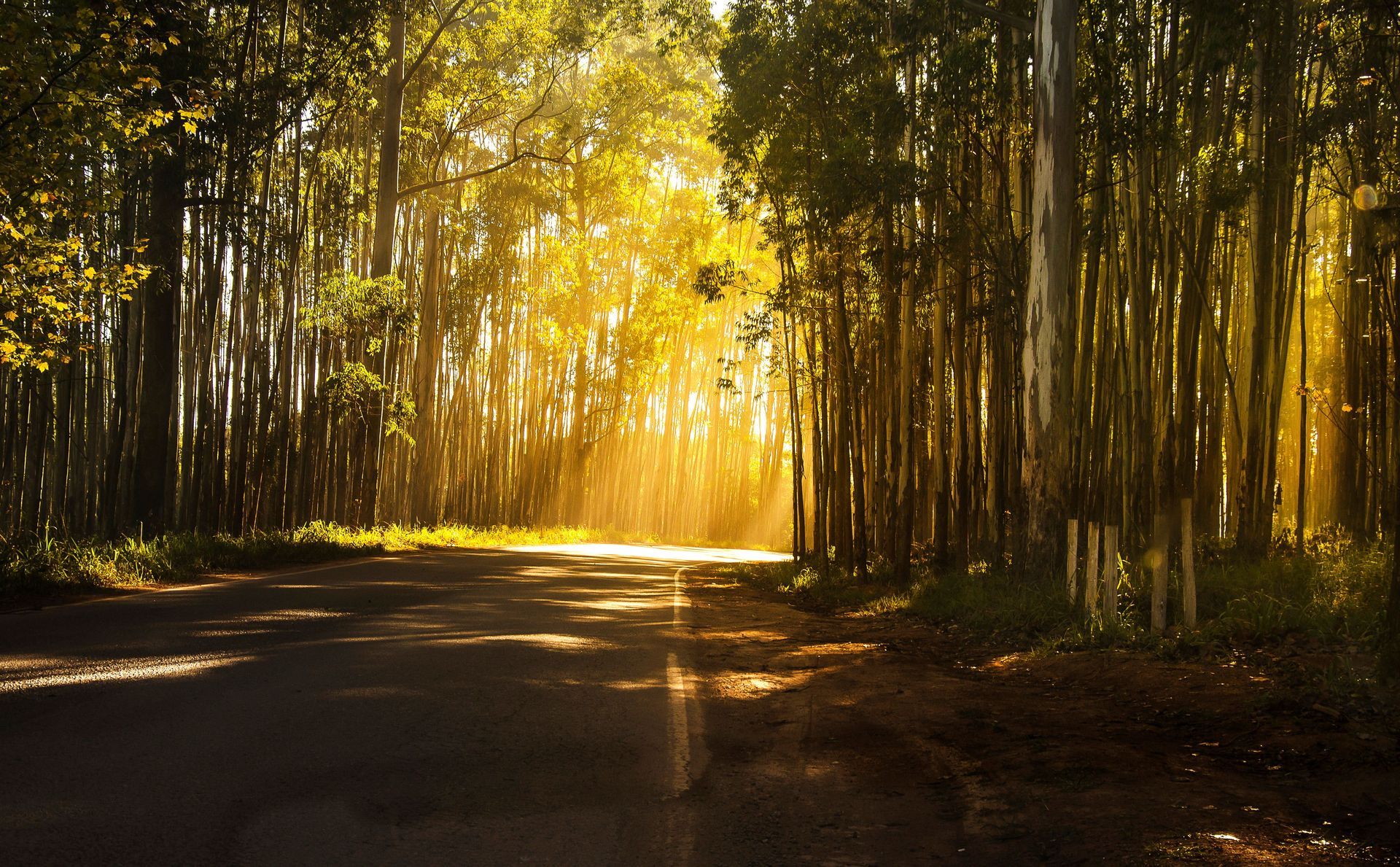 Forests of South West Austraila