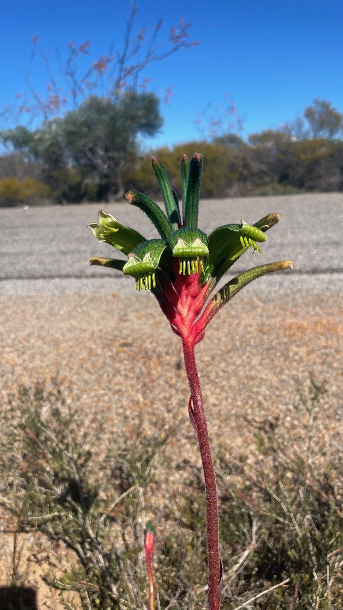 A green flowered, red stemmed Kangaroo Paw on a Kalbarri Wildflowers tour Western Australia