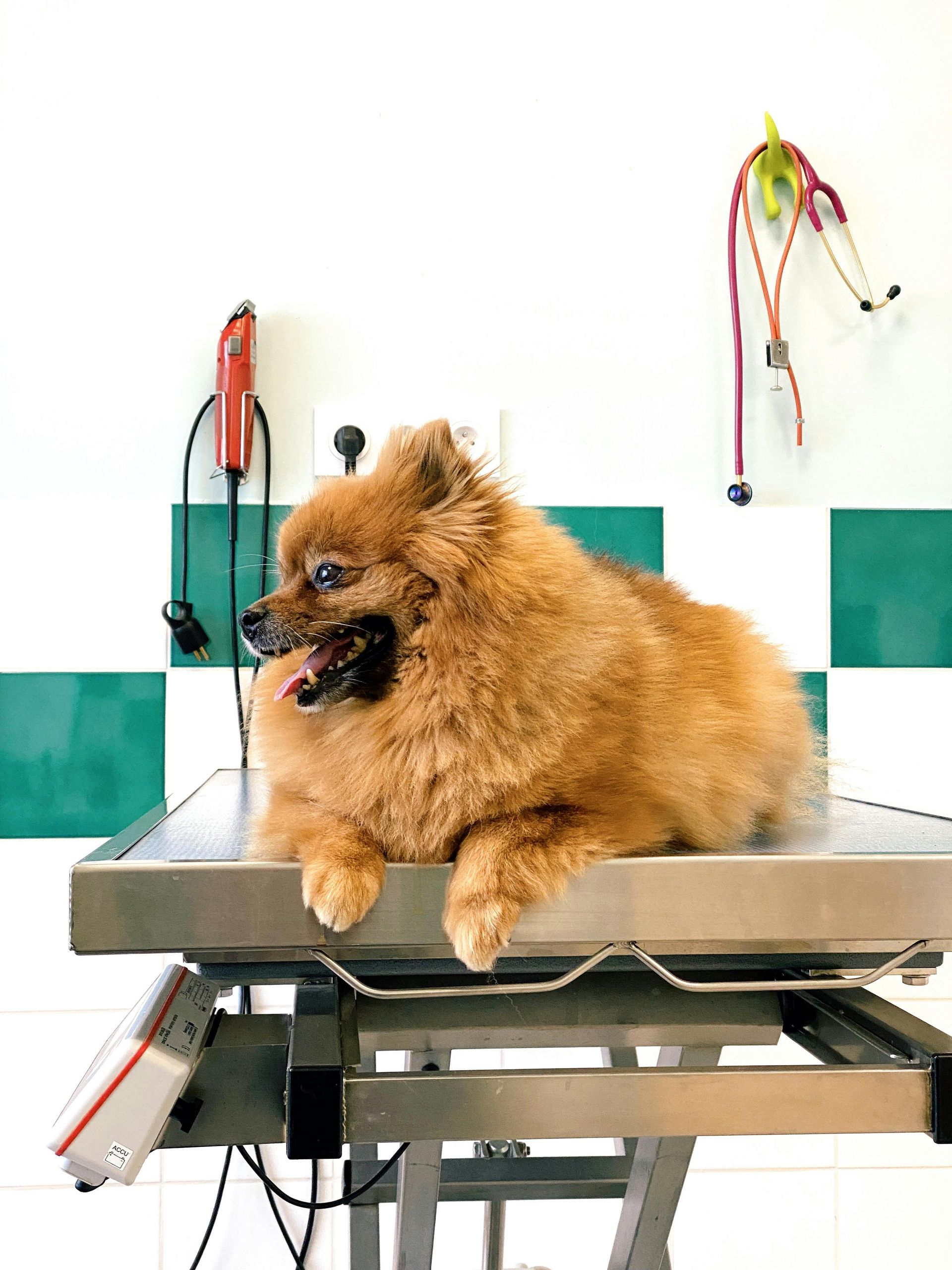 Small fluffy brown dog on a grooming table with grooming tools in the background