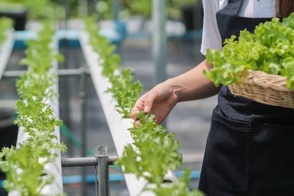 best hydroponics