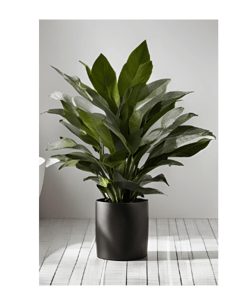 A large potted plant is sitting on a wooden floor in a remodeled bathroom.