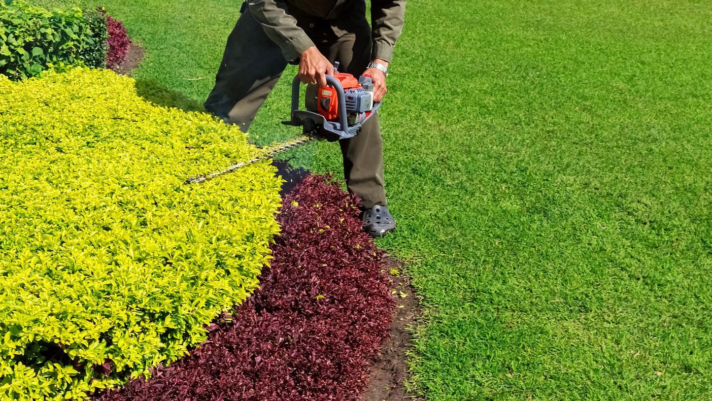 Una persona sta potando una siepe rossa accanto a cespugli giallo brillante e verdi con un tagliasiepi elettrico.