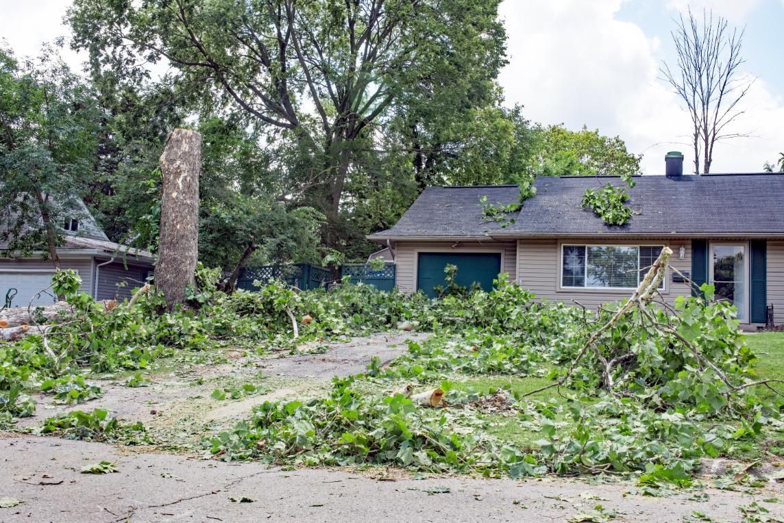 A house with a lot of fallen trees in front of it.
