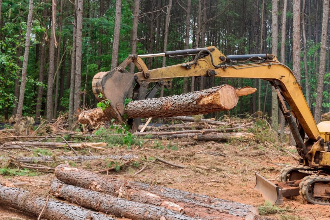A bulldozer is cutting down trees in a forest.
