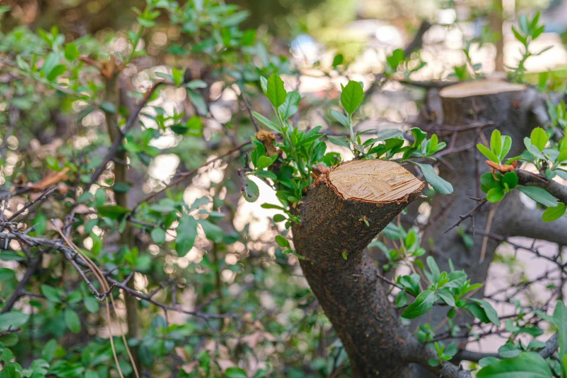 A close up of a tree branch with a stump in the background.