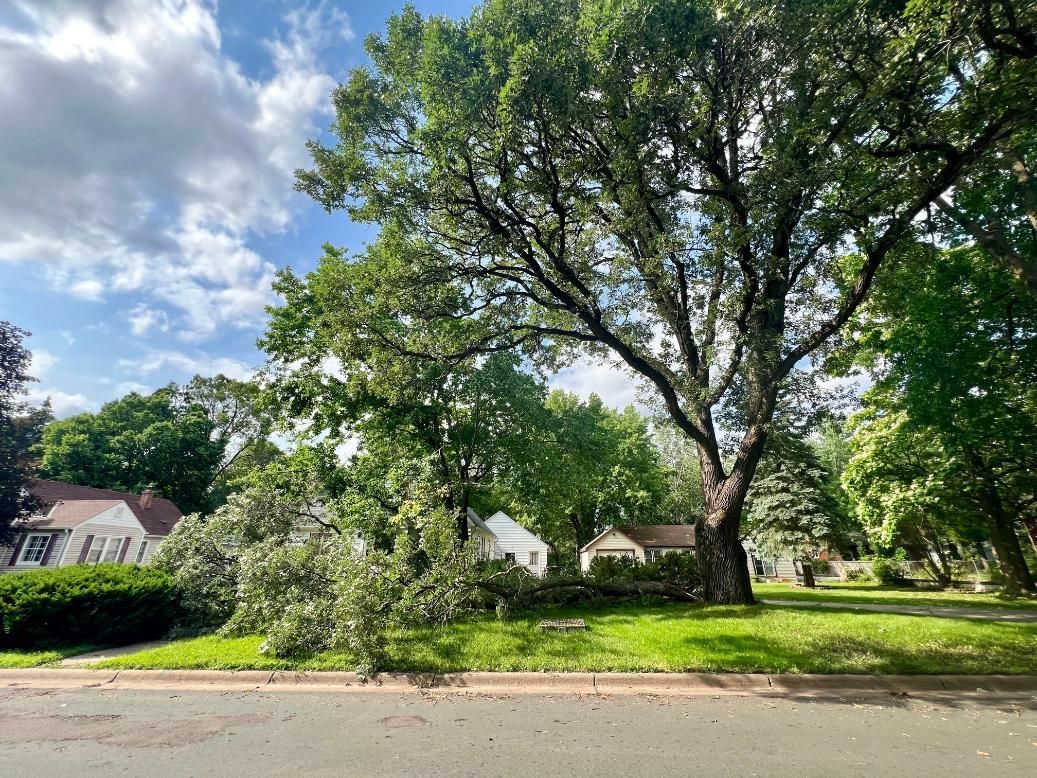 A tree has fallen on the side of the road in a residential area.