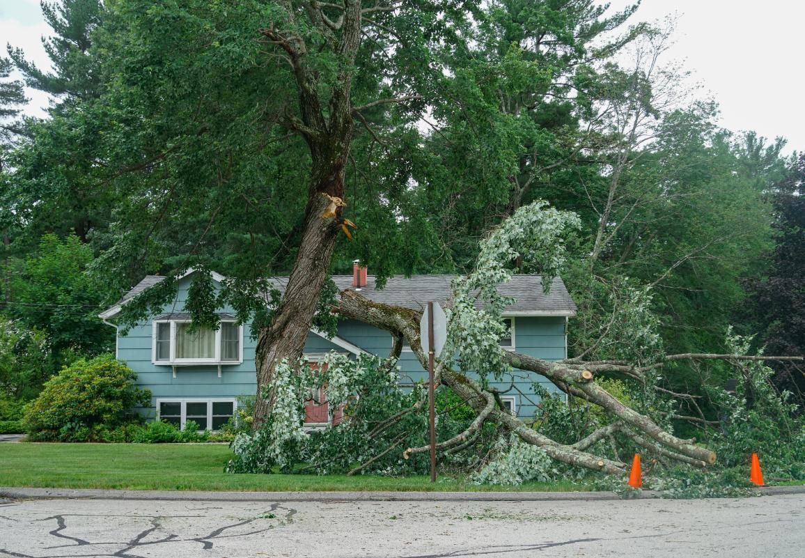 A tree has fallen on the side of a house.