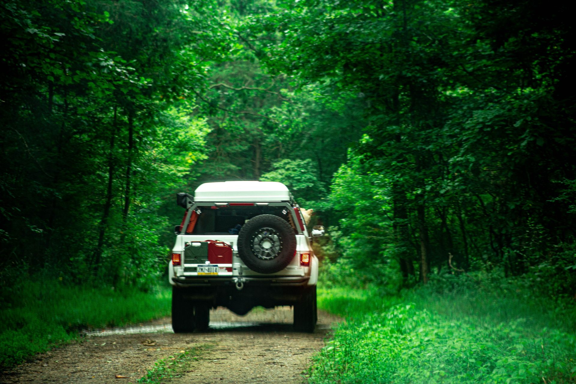 Overlanding with your pets.