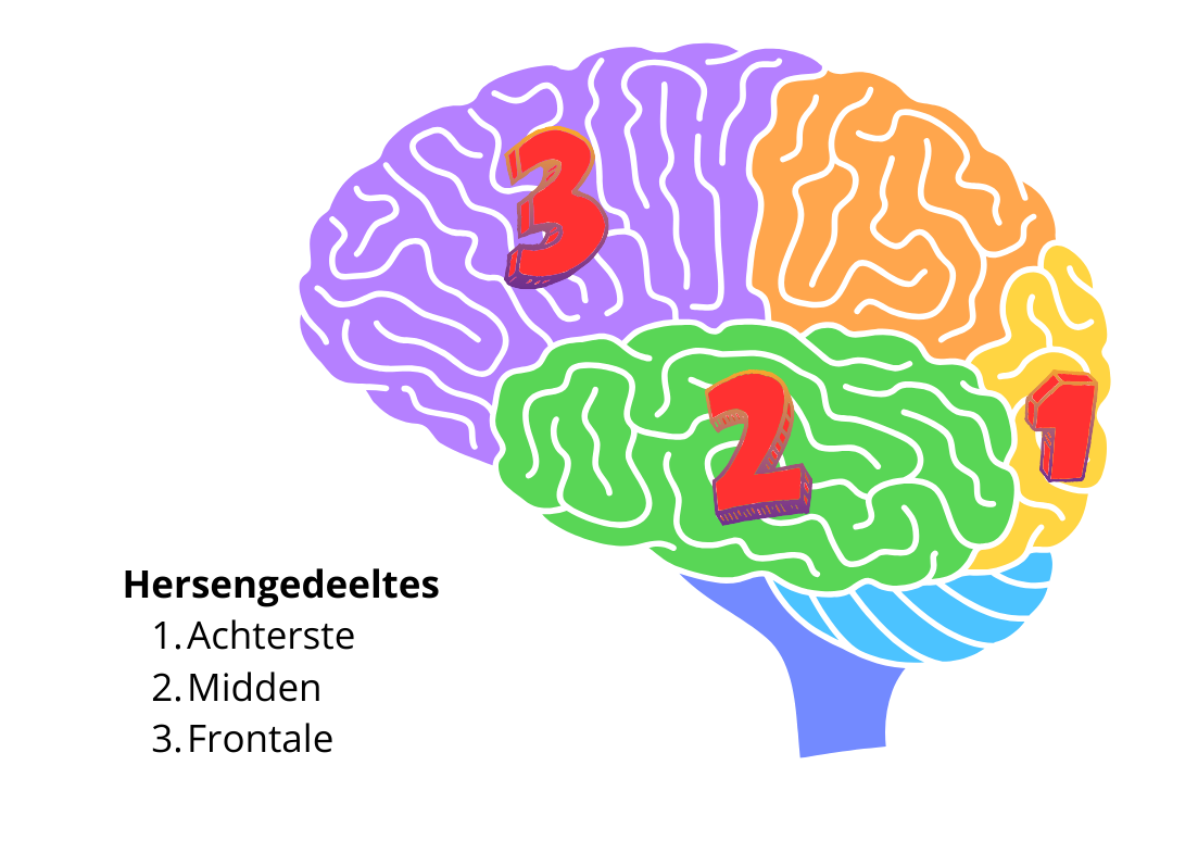 Hersengedeeltes m.b.t. ADHD
