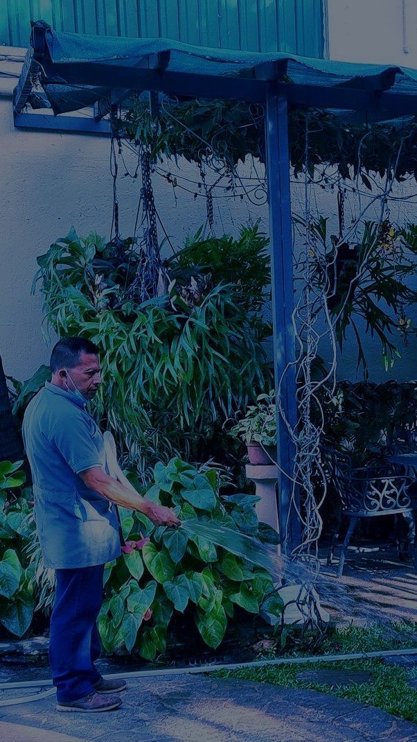 Un hombre está de pie junto a una planta grande y frondosa en una zona ajardinada bajo un patio cubierto.