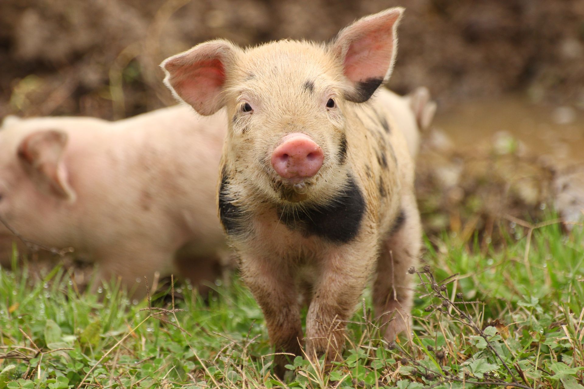 Curious piglet standing in grass with another pig in the background