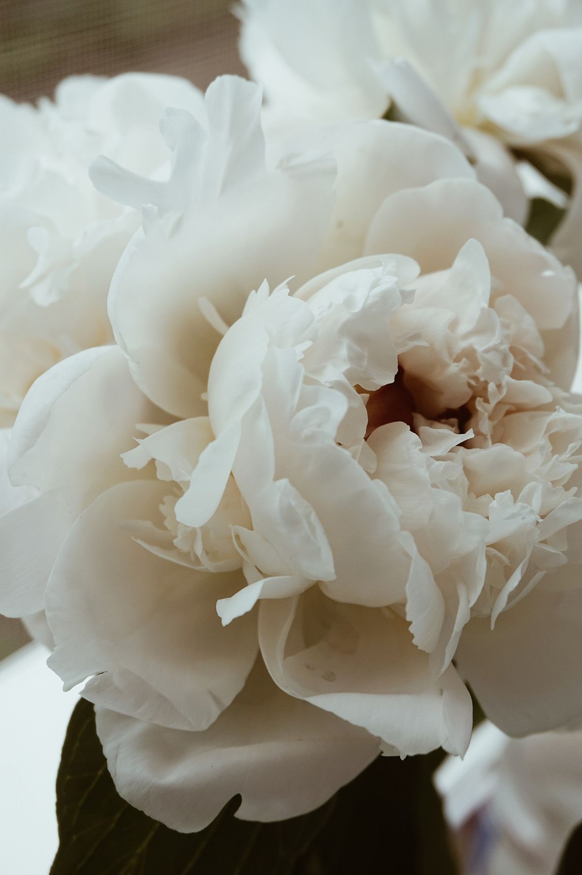 Send Flowers